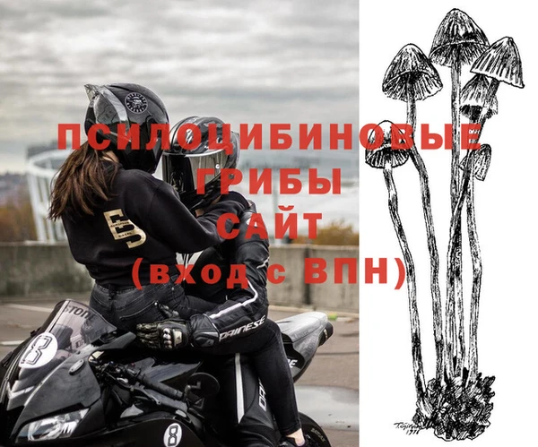 apvp Алзамай